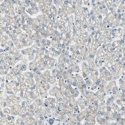 Immunohistochemistry-Paraffin USP40 Antibody