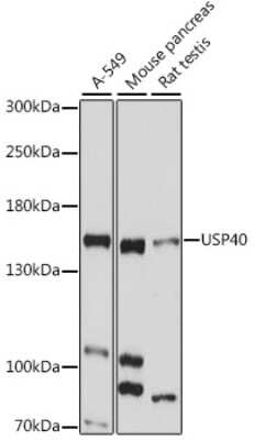 Western Blot USP40 Antibody - Azide and BSA Free