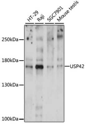 Western Blot: USP42 Antibody [NBP2-94373] - Analysis of extracts of various cell lines, using USP42 at 1000 dilution. Secondary antibody: HRP Goat Anti-Rabbit IgG (H+L) at 1:10000 dilution. Lysates/proteins: 25ug per lane. Blocking buffer: 3% nonfat dry milk in TBST. Detection: ECL Basic Kit . Exposure time: 160s.
