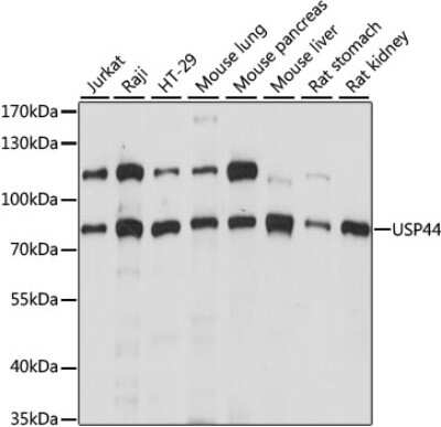 Western Blot USP44 Antibody - Azide and BSA Free