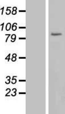 Western Blot USP44 Overexpression Lysate