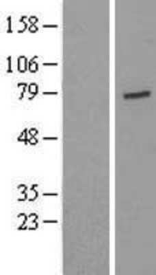 Western Blot USP44 Overexpression Lysate