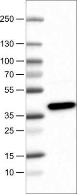 Western Blot: USP46 Antibody (CL0363) [NBP2-52923] - Lane 1: Marker [kDa], Lane 2: Human cell line U-251 MG