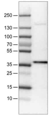 Western Blot: USP46 Antibody (CL0364) [NBP2-30417] - Lane 1: Marker  [kDa].  Lane 2: Human cell line U-251 MG