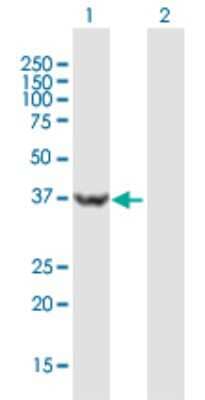 Western Blot: USP46 Antibody [H00064854-B01P] - Analysis of USP46 expression in transfected 293T cell line by USP46 polyclonal antibody.  Lane 1: USP46 transfected lysate(40.26 KDa). Lane 2: Non-transfected lysate.