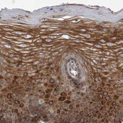 Immunohistochemistry-Paraffin USP47 Antibody - BSA Free