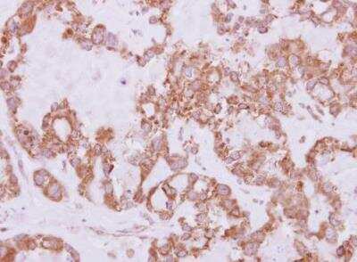 Immunohistochemistry-Paraffin USP47 Antibody - BSA Free