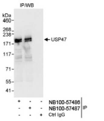<b>Independent Antibodies Validation. </b>Immunoprecipitation: USP47 Antibody [NB100-57487] - Detection of Human USP47 by Western Blot of Immunoprecipitates.  Samples: Whole cell lysate (1 mg for IP, 20% of IP loaded) from HeLa cells. Antibodies: Affinity purified rabbit anti-USP47 antibody NB100-57487 used for IP at 3 mcg/mg lysate. USP47 was also immunoprecipitated by rabbit anti- USP47 antibody NB100-57486, which recognizes an upstream epitope.  Detection: Chemiluminescence with an exposure time of 3 seconds.