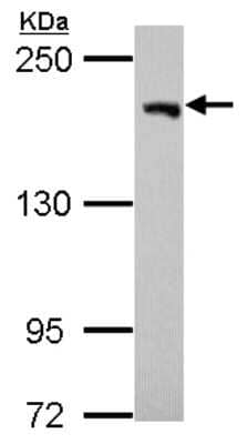Western Blot USP47 Antibody - BSA Free