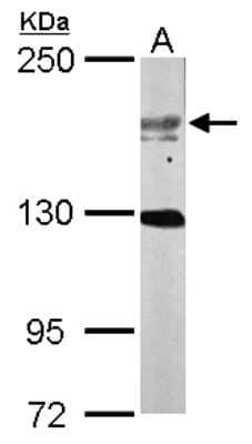 Western Blot USP47 Antibody - BSA Free