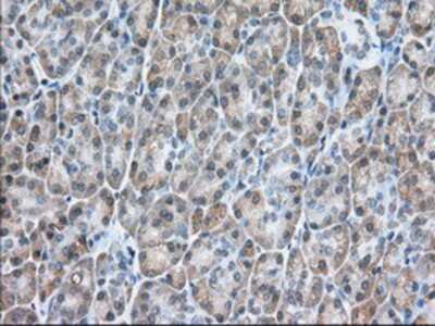 Immunohistochemistry-Paraffin: USP5 Antibody (2E3) [NBP2-02648] - Staining of paraffin-embedded Human pancreas tissue using anti-USP5 mouse monoclonal antibody.