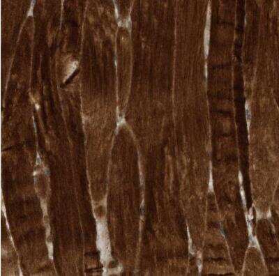 Immunohistochemistry-Paraffin USP53 Antibody - BSA Free