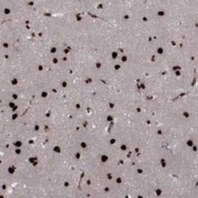 Immunohistochemistry-Paraffin USP54 Antibody - BSA Free