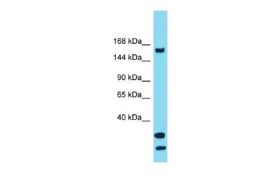 Western Blot: USP54 Antibody [NBP2-86048] - Host: Rabbit. Target Name: USP54. Sample Type: THP-1 whole cell lysates. Antibody Dilution: 1.0ug/ml