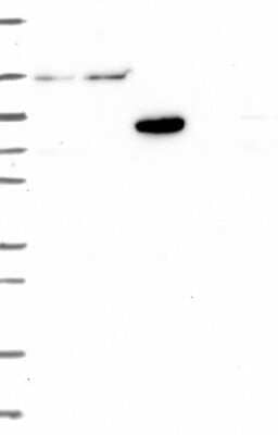 Western Blot USP54 Antibody - BSA Free