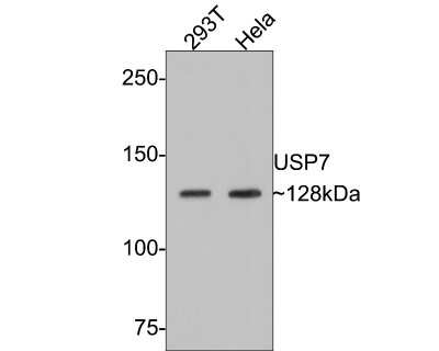 Western Blot: USP7 Antibody (JB80-36) [NBP2-75703] - Analysis of USP7 on different lysates with Rabbit anti-USP7 antibody at 1/500 dilution. Lane 1: 293T cell lysate Lane 2: Hela cell lysate Lysates/proteins at 10 ug/Lane. Predicted band size: 128 kDa Observed band size: 128kDa Exposure time: 2 minutes; 6% SDS-PAGE gel. Proteins were transferred to a PVDF membrane and blocked with 5% NFDM/TBST for 1 hour at room temperature. The primary antibody at 1/500 dilution was used in 5% NFDM/TBST at room temperature for 2 hours. Goat Anti-Rabbit IgG - HRP Secondary Antibody at 1:300,000 dilution was used for 1 hour at room temperature.