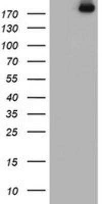 Western Blot: USP9x Antibody (OTI2G7) - Azide and BSA Free [NBP2-74822] - HEK293T cells were transfected with the pCMV6-ENTRY control (Left lane) or pCMV6-ENTRY USP9x (Right lane) cDNA for 48 hrs and lysed. Equivalent amounts of cell lysates (5 ug per lane) were separated by SDS-PAGE and immunoblotted with anti-USP9x.