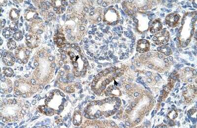 Immunohistochemistry-Paraffin: UST Antibody [NBP1-60042] - Human kidney Tissue, antibody concentration 4-8ug/ml. Cells with positive label: renal corpuscle cells (indicated with arrows) 400X magnification.