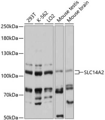 Western Blot UT2/SLC14A2 Antibody - Azide and BSA Free