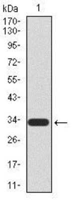 Western Blot: UTF1 Antibody (5B6) [NBP2-37444] - Western blot analysis using UTF1 mAb against human UTF1 recombinant protein. (Expected MW is 32.8 kDa)