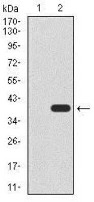 Western Blot: UTF1 Antibody (5B6) [NBP2-37444] - Western blot analysis using UTF1 mAb against HEK293 (1) and UTF1 (AA: 148-214)-hIgGFc transfected HEK293 (2) cell lysate.