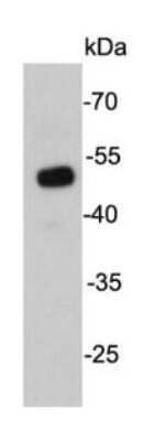 Western Blot: UTF1 Antibody (E0-F4) [NBP2-66773] - Analysis on D3 cell lysate using anti- UTF1 mouse mAb.