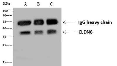 Immunoprecipitation: UTF1 Antibody [NBP3-12788] - Lane A:0.5 mg HEK293 Whole Cell LysateLane B:0.5 mg NCI-H292 Whole Cell LysateLane C:0.5 mg K562 Whole Cell Lysate4 uL anti- CLDN6 rabbit polyclonal antibody and 60 ug of Immunomagnetic beads Protein A/G.Primary antibody:Anti- CLDN6 rabbit polyclonal antibody,at 1:100 dilution Secondary antibody:Goat Anti-Rabbit IgG (H+L)/HRP at 1/10000 dilution Developed using the ECL technique.Performed under reducing conditions.Predicted band size: 37kDaObserved band size :37 kDa