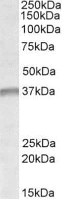 Western Blot: UTF1 Antibody [NBP1-51943] - Analysis of UTF1 in K562 lysate (35ug protein in RIPA buffer) using this antibody at 1ug/ml. Primary incubation was 1 hour. Detected by chemiluminescence.