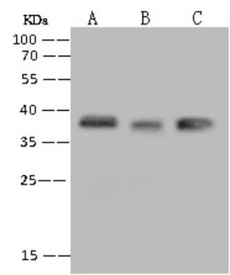 Western Blot: UTF1 Antibody [NBP3-12788] - Anti-UTF1 rabbit polyclonal antibody at 1:500 dilution.