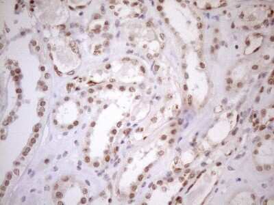 Immunohistochemistry: UTP11L Antibody (5F3) [NBP2-46318] - Analysis of Human Kidney tissue. (Heat-induced epitope retrieval by 1mM EDTA in 10mM Tris buffer (pH8.5) at 120C for 3 min)