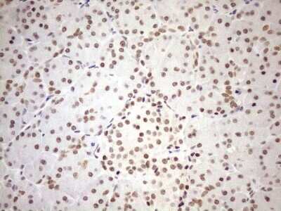 Immunohistochemistry: UTP11L Antibody (5F3) [NBP2-46318] - Analysis of Human pancreas tissue. (Heat-induced epitope retrieval by 1mM EDTA in 10mM Tris buffer (pH8.5) at 120C for 3 min)