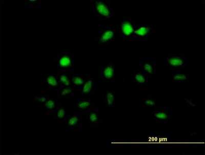Immunocytochemistry/Immunofluorescence: UTP11L Antibody [H00051118-B01P] - Analysis of purified antibody to UTP11L on HeLa cell. (antibody concentration 10 ug/ml)