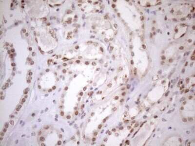 Immunohistochemistry: UTP11L Antibody (OTI5F3) - Azide and BSA Free [NBP2-74823] - Analysis of Human Kidney tissue. (Heat-induced epitope retrieval by 1mM EDTA in 10mM Tris buffer (pH8.5) at 120C for 3 min)