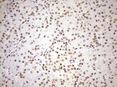 Immunohistochemistry: UTP11L Antibody (OTI5F3) - Azide and BSA Free [NBP2-74823] - Analysis of Human pancreas tissue. (Heat-induced epitope retrieval by 1mM EDTA in 10mM Tris buffer (pH8.5) at 120C for 3 min)