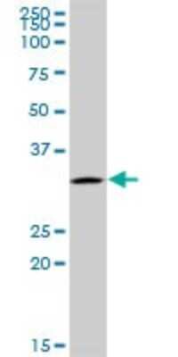 Western Blot: UTP11L Antibody [H00051118-B01P] - Analysis of UTP11L expression in 293.