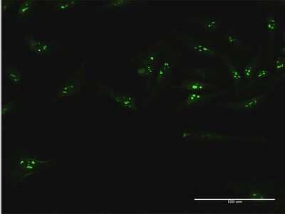 Immunocytochemistry/Immunofluorescence: UTP18 Antibody [H00051096-B01P] - Analysis of purified antibody to UTP18 on HeLa cell. (antibody concentration 10 ug/ml)