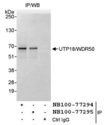 Immunoprecipitation: UTP18 Antibody [NB100-77295] - Detection of Human UTP18/WDR50 by Western Blot of Immunoprecipitates. Samples: Whole cell lysate (1 mg for IP, 20% of IP loaded) from HeLa cells. Antibodies: Affinity purified rabbit anti-UTP18/WDR50 antibody NB100-77295 used for IP at 3 ug/mg lysate. UTP18/WDR50 was also immunoprecipitated by rabbit anti-UTP18/WDR50 antibody NB100-77294, which recognizes an upstream epitope. Detection: Chemiluminescence with an exposure time of 1 second.