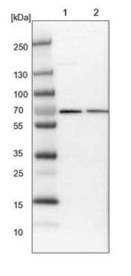 Western Blot: UTP6 Antibody [NBP1-88468] - Lane 1: NIH-3T3 cell lysate (Mouse embryonic fibroblast cells). Lane 2: NBT-II cell lysate (Rat Wistar bladder tumor cells).