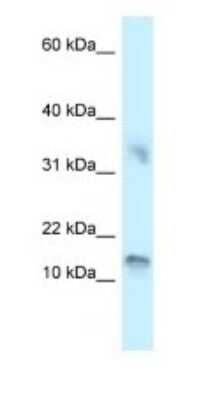Western Blot UTS2D Antibody - BSA Free