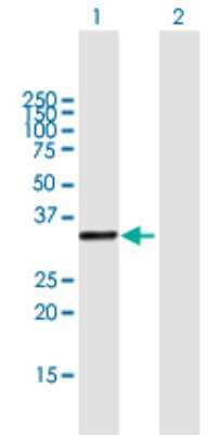 Western Blot: UVSSA Antibody [H00057654-B01P] - Analysis of KIAA1530 expression in transfected 293T cell line by KIAA1530 polyclonal antibody.  Lane 1: KIAA1530 transfected lysate(28.6 KDa). Lane 2: Non-transfected lysate.