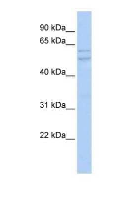 Western Blot UXS1 Antibody - BSA Free