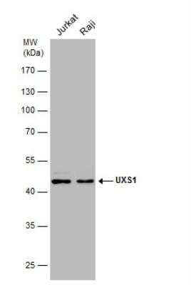 Western Blot UXS1 Antibody - BSA Free