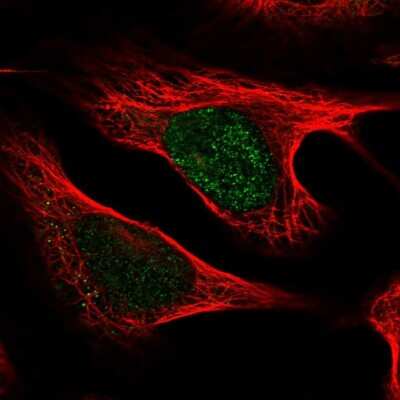 Immunocytochemistry/ Immunofluorescence UXT Antibody - BSA Free