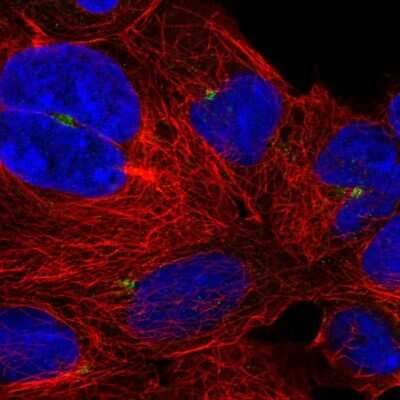 Immunocytochemistry/Immunofluorescence: UXT Antibody [NBP2-54953] - Staining of human cell line HEK 293 shows localization to microtubule organizing center.