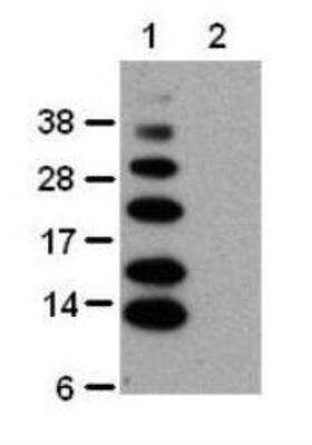 Western Blot: Ub-K63 Antibody (HWA4C4) [NBP2-00199] - In vitro linked and purified polyubiquitin chains were analyzed by SDS-PAGE followed by immunoblotting with Anti-Human Ub-K63 Purified. The antibody detects lysine-63-linked chains (lane 1), but does not detect lysine-48-linked chains (lane 2).