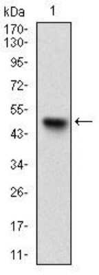 Western Blot: UbcH10/UBE2C Antibody (1F5D3) [NBP2-52580] - Analysis using UBE2C mAb against human UBE2C (AA: FULL(1-179)) recombinant protein. (Expected MW is 45.6 kDa)