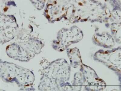 Immunohistochemistry-Paraffin: UbcH10/UBE2C Antibody (9D3) [H00011065-M01] - Analysis of monoclonal antibody to UBE2C on formalin-fixed paraffin-embedded human placenta. Antibody concentration 3 ug/ml.