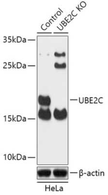 Western Blot: UbcH10/UBE2C Antibody [NBP3-03303] - Analysis of extracts from normal (control) and UBE2C knockout (KO) HeLa cells, using UbcH10/UBE2C antibody at 1:1000 dilution. Secondary antibody: HRP Goat Anti-Rabbit IgG (H+L) at 1:10000 dilution. Lysates/proteins: 25ug per lane. Blocking buffer:  3% nonfat dry milk in TBST.
