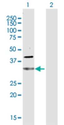 Western Blot: UbcH3/Cdc34 Antibody [H00000997-D01P] - Analysis of CDC34 expression in transfected 293T cell line by CDC34 polyclonal antibody.Lane 1: CDC34 transfected lysate(26.70 KDa).Lane 2: Non-transfected lysate.