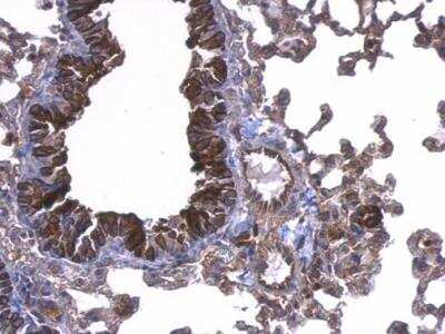 Immunohistochemistry-Paraffin: UbcH5a/UBE2D1 Antibody [NBP1-32734] - Mouse lung.  UBE2D1 antibody dilution: 1:500. Antigen Retrieval: Trilogy™ (EDTA based, pH 8.0) buffer, 15min. 